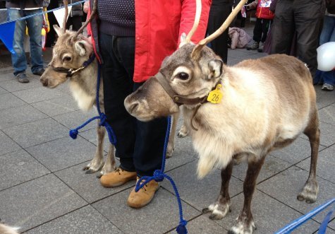 Two reindeers on the Southend Christmas Parade Two reindeers on the Southend Christmas Parade