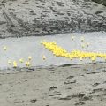 Leigh-on-Sea Duck Race 2017 – Results & Video